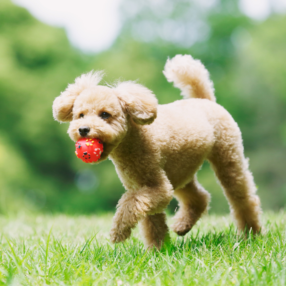 Pet Essentials